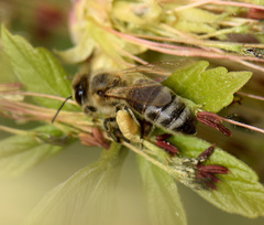 Apis mellifera