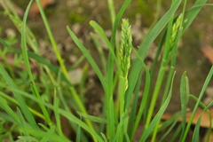 Poa annua