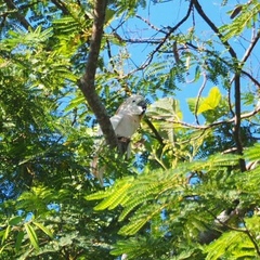 Cacatua moluccensis