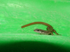 Eigenmann's Prionodactylus photo 4