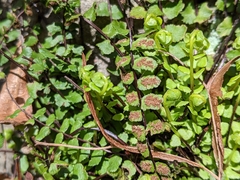 Asplenium trichomanes