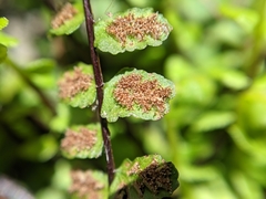 Asplenium trichomanes