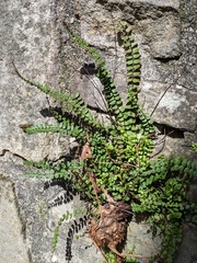 Asplenium trichomanes