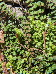 Asplenium trichomanes