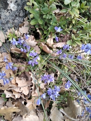 Polygala calcarea