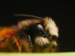Osmia cornuta