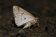 Lomographa glomeraria