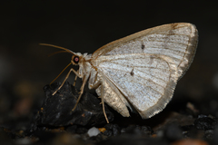 Lomographa glomeraria