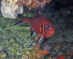 Trachichthys australis