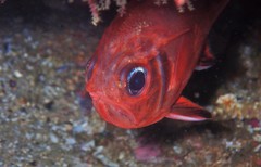 Trachichthys australis