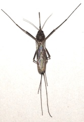 Lutzia halifaxii