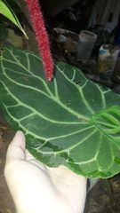 Anthurium crystallinum