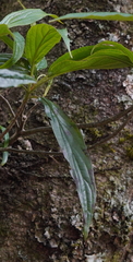 Viburnum urceolatum