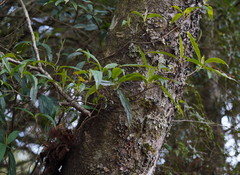Viburnum urceolatum