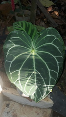 Anthurium crystallinum