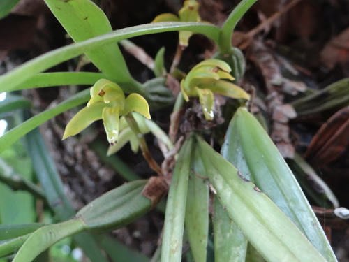 Maxillaria scorpioidea, photograph 4
