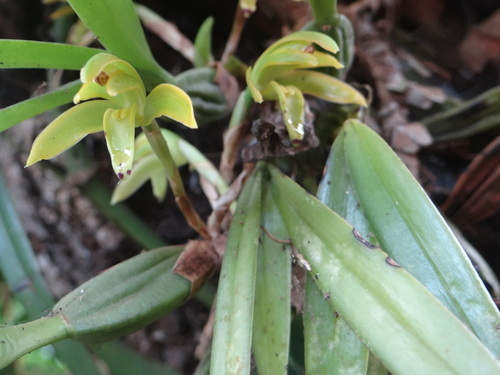 Maxillaria scorpioidea, photograph 5