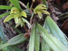 Maxillaria scorpioidea