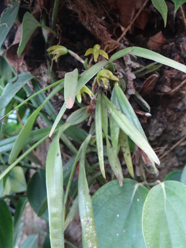 Maxillaria scorpioidea, photograph 6
