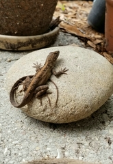 Anolis sagrei
