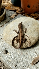 Anolis sagrei