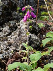 Digitalis purpurea purpurea