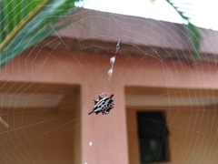 Gasteracantha sanguinolenta