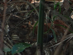 Myrmophylax atrothorax