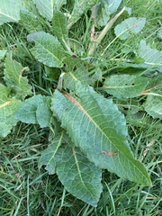 Rumex