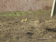 Spermophilus fulvus