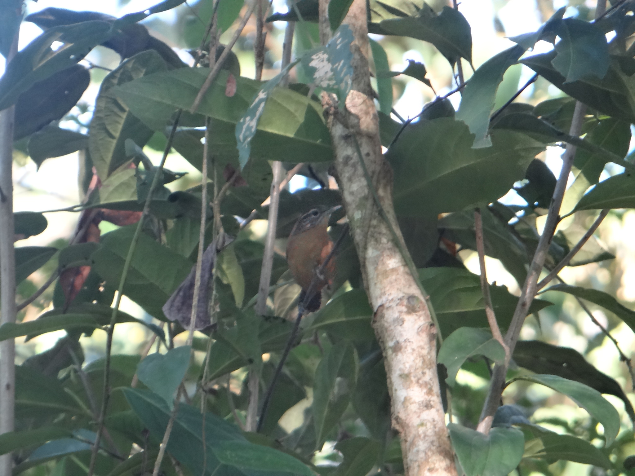 Fawn-breasted Wren (Cantorchilus guarayanus), photo 7