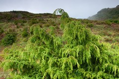 Juniperus brevifolia