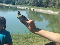 Jynx torquilla