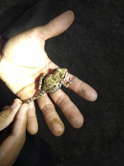 Thoropa miliaris