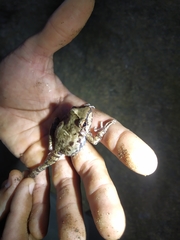 Thoropa miliaris