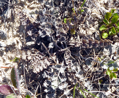 Gingidia enysii enysii