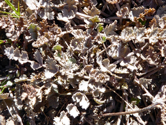 Gingidia enysii enysii