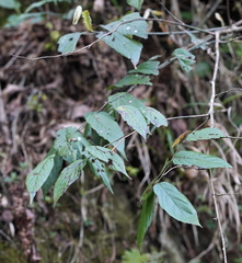 Rubus kawakamii