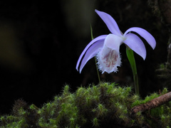 Pleione formosana