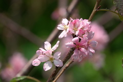 Prunus yunnanensis