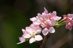Prunus yunnanensis