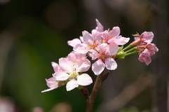 Prunus yunnanensis