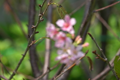 Prunus yunnanensis