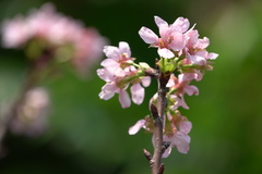 Prunus yunnanensis