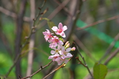 Prunus yunnanensis