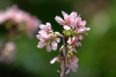Prunus yunnanensis