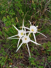 Hymenocallis liriosme