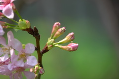 Prunus yunnanensis