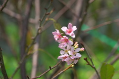 Prunus yunnanensis