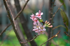 Prunus yunnanensis